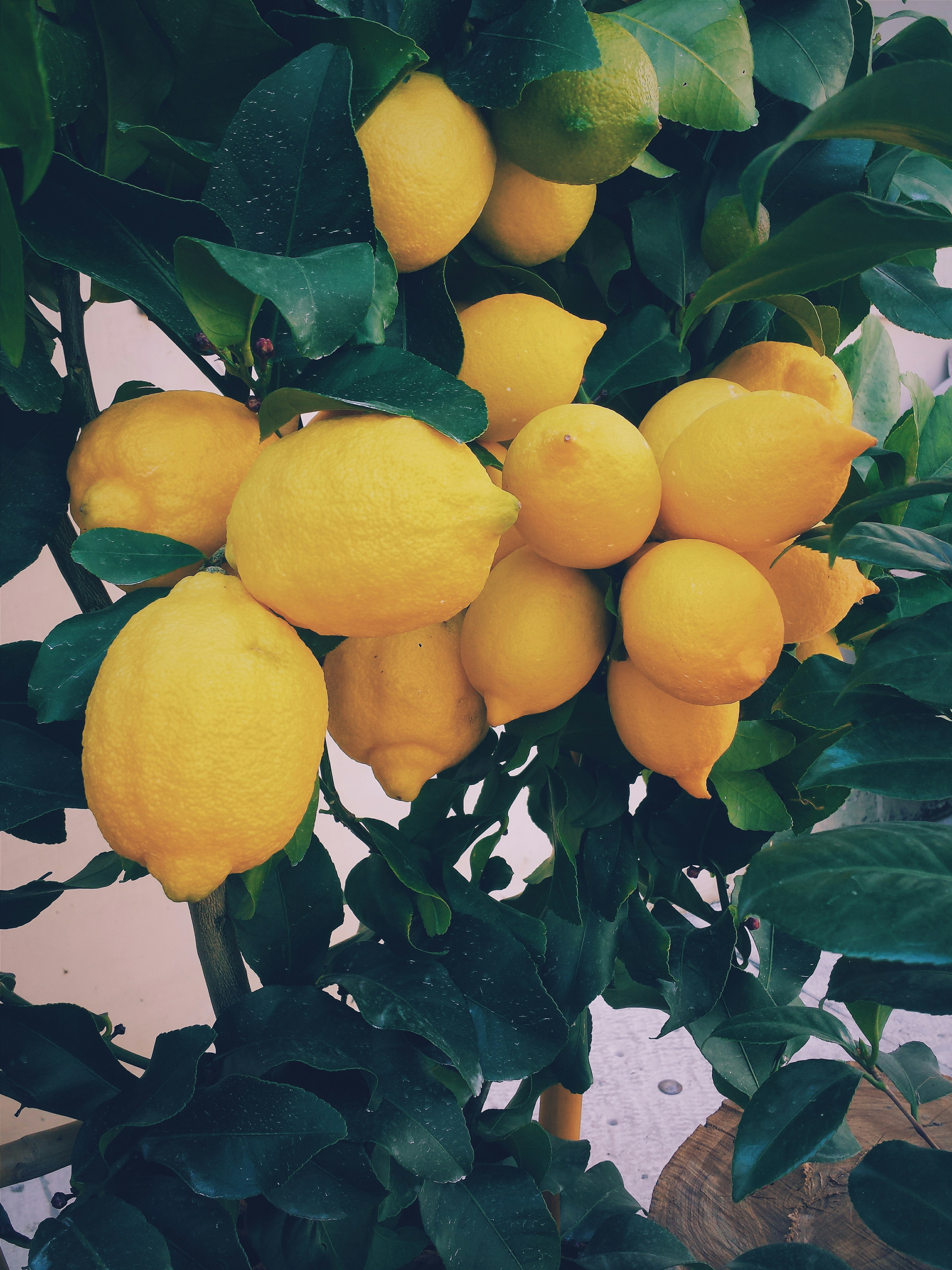 Limoncelo, plamtaza imuna, zelenilo 
